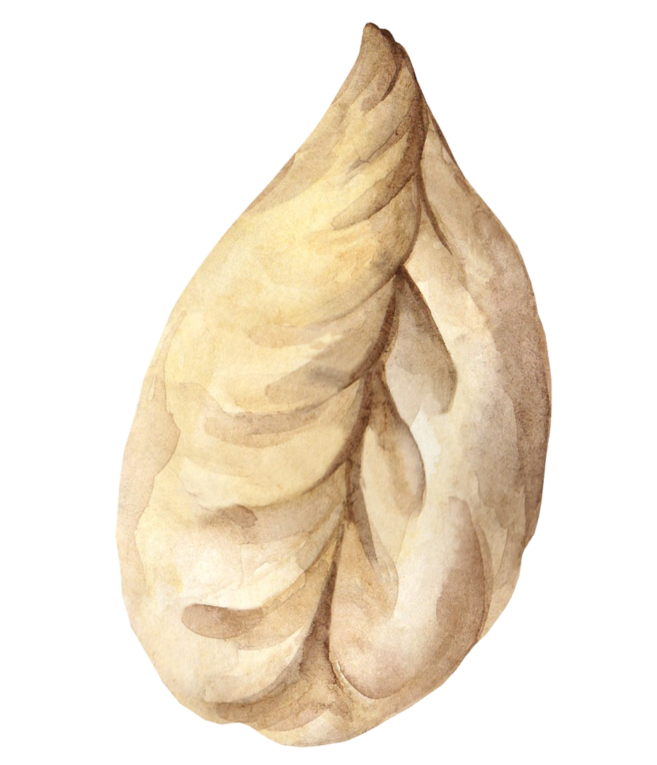 Pasta-Culurgionis Hand drawn illustration of Culurgionis d'Ogliastra